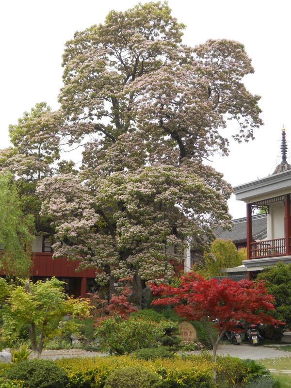 Nantong Middle School <a href="/jiawei_gu/">Jiawei Gu</a>