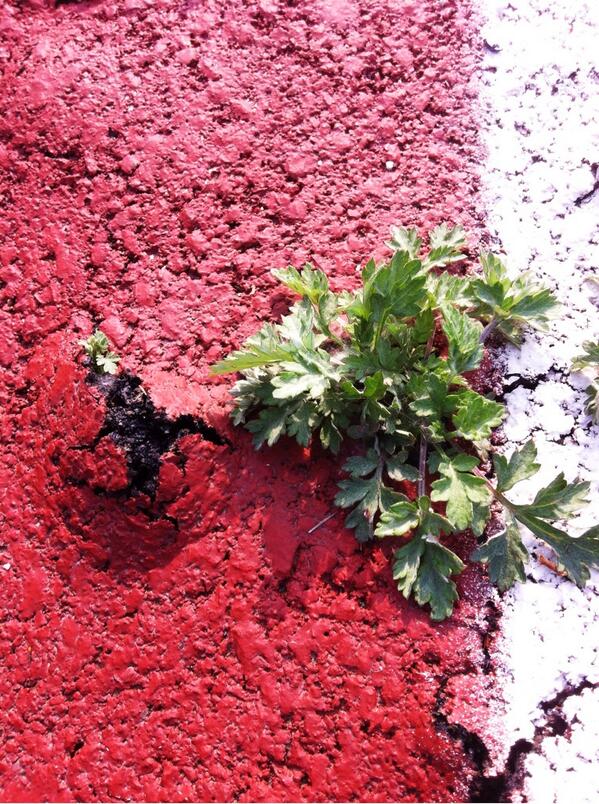 낮에 라이딩 다녀오다 희안한 광경을 뵜는데~아스콘을 뚫고 나온 쑥이예요. 생명력의 힘은 이리도 강하고, 자연의 힘은 위대하다는거~