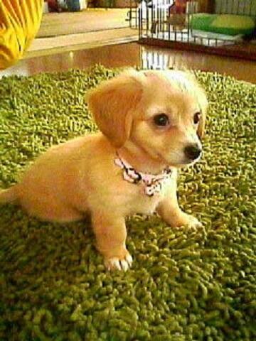 癒しのおもしろ動物画像 動画 Bianco4k Twitter