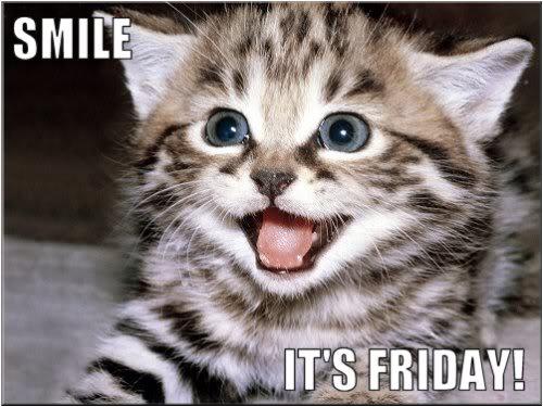 happy friday funny cat