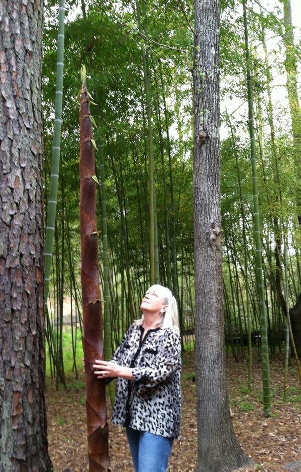 Here is an update on the shoot first pictured on 4/4.