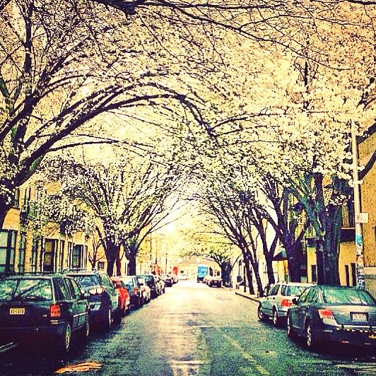 TimReual's tweet image. #Brooklyn in #bloom