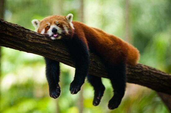 Ever wondered how red pandas sleep