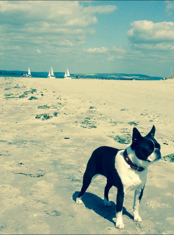 grahamjwpollard's tweet image. Great day #westwittering on the beach #BostonTerrierModel #LoveSussex