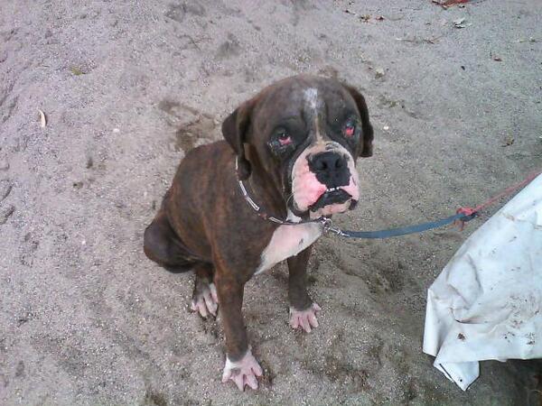 Boxer en adopción en #vallarta adoptaunamascota.com.mx/perros/rambo-b… @PVallartaNews1 @PVallarta_Tours @TurismoenBahia