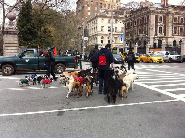 thisiskis's tweet image. Who&apos;s walking who? #nyc #engineersgate #dogs