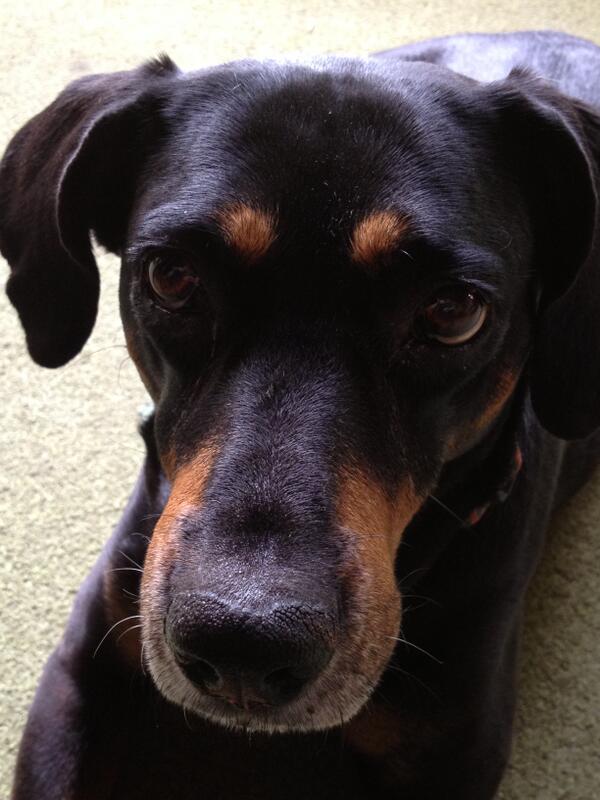 ArticulateRC's tweet photo. Lucia says, "@HBVoice, don't you dare leave again after all the fun you had at @CMIAward". #LuciaSays http://t.co/MGj3KH82WI