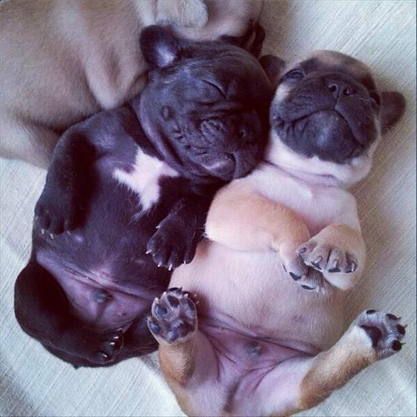 Pugsfanpage's tweet image. D'awwww #pugs #puppies #puggled