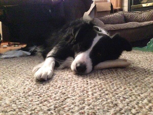 4TheLuvOfMusic_'s tweet image. @mel_sheridan she should come play with my doggy! #alwaysbored #bordercollieproblems