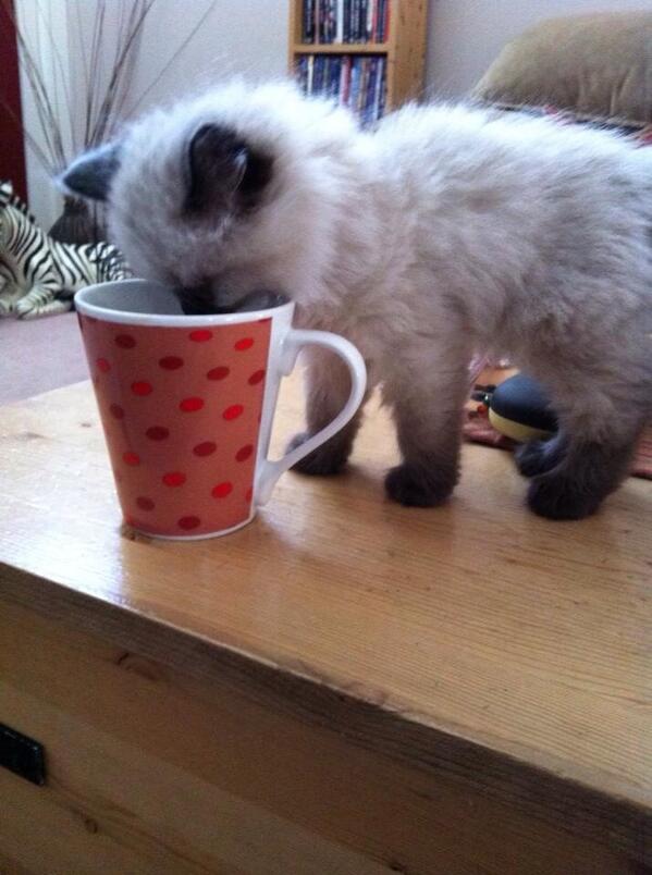 The_Duchass's tweet photo. @masterkillercat My lil buddy Buttercup dives in #cats #pets #takingtheplunge http://t.co/E6scGwByrK