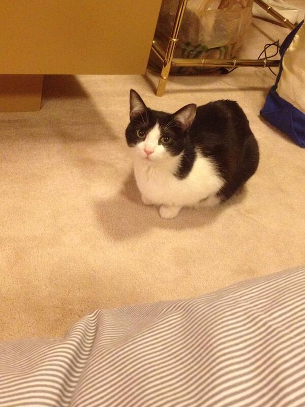 pigsintutus's tweet photo. Turned around to find this cutie staring at me and my inflatable bed. #virginia http://t.co/cw4CR4yEbG