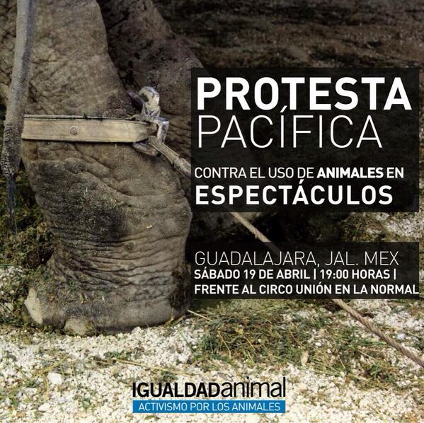 prissciosa's tweet photo. Mañana protesta pacífica en la normal 7pm #GDL #CircosSinAnimales @jakiecarbajal @kabena76 @DefensaAnimalMx RT http://t.co/rMeGL31eHI
