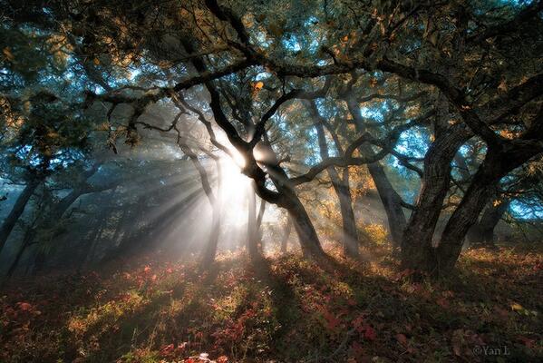 Gabriele_Corno's tweet photo. "Forest Symphony" @ Muir Woods National Monumentby, California by Yan L #armony #nature #light http://t.co/EFnpT7iDJ8