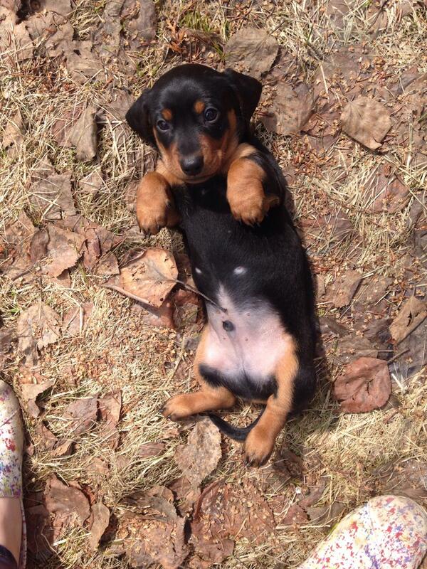 kassie_fiddler's tweet photo. Yeah this is my baby ☺️ #henry #weinerdog http://t.co/wGt5KcAyHT
