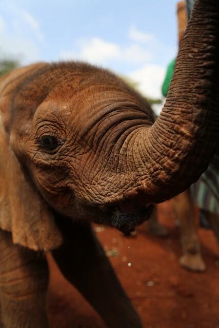 SheldrickTrust's tweet photo. Now that's #elephant close up http://t.co/G1bY40lopJ