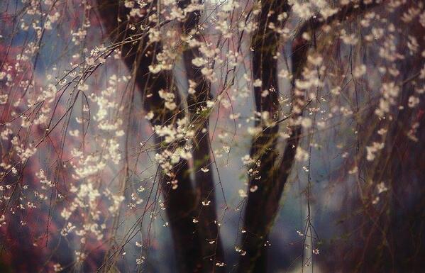 Gabriele_Corno's tweet photo. Sakura @ Seiunji temple, Arakawa, Saitama, Japan by Hideyuki Katagiri #sakura #armony #zen #silence #serenity http://t.co/nA0J66lap2