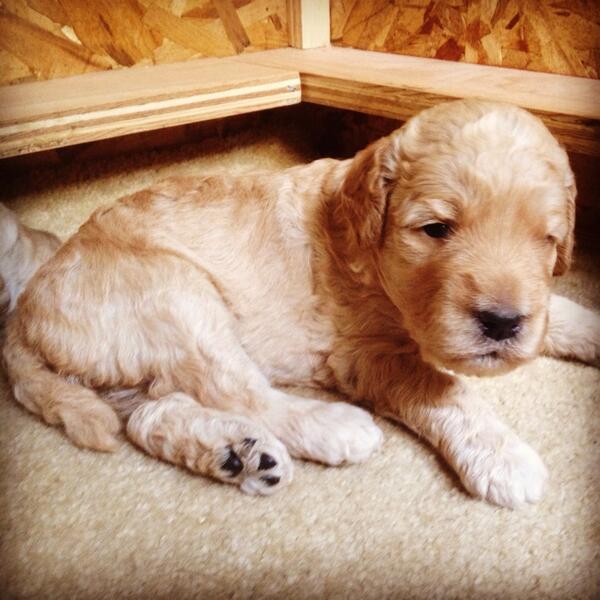 StellasDoodles's tweet photo. Puppies eyes are starting to open. Almost 3 weeks old! http://t.co/m86cg6kDbU