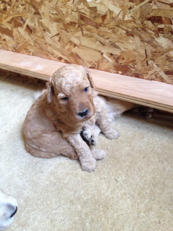 StellasDoodles's tweet photo. Puppies eyes are starting to open. Almost 3 weeks old! http://t.co/m86cg6kDbU