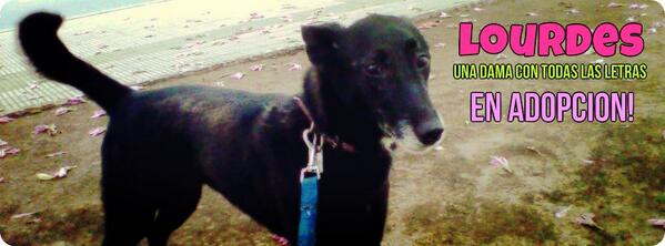 Sarmientitos's tweet photo. La hermosa Lourdes hace años que espera una casita en la que la amen. La ayudás? RT! perritosdelasarmiento@gmail.com http://t.co/UdtZdTyKvO