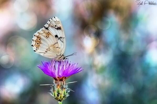 Gabriele Corno tweet media