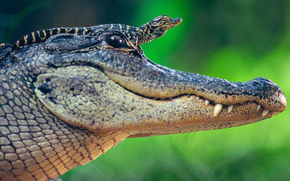 صورة تمساح صغير مستقر فوق رأس أمه في حديقة في فلوريدا BllPaTZCEAA7tvP