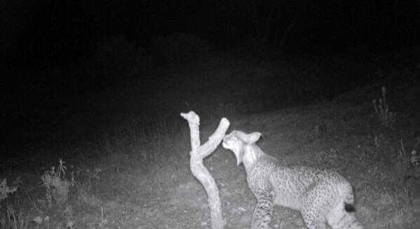 CRenfurecida's tweet photo. Localizan y fotografían nuevo ejemplar de lince ibérico en @CRenfurecida 
http://t.co/4Q2ezj1zVQ

Vía @Danimrk http://t.co/5G36G4zOdc