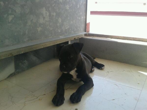 AxelStyle69_usa's tweet photo. Descanso despues de comer/...Groun http://t.co/HR9bXUHzdw