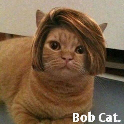 “<a href="/sarahkatenorman/">Kate Norman ♥</a>: <a href="/Marie_Batey/">Marie Batey🌿🤍🌼</a> i love cats too. My nickname is Bob. ”  hair like mine