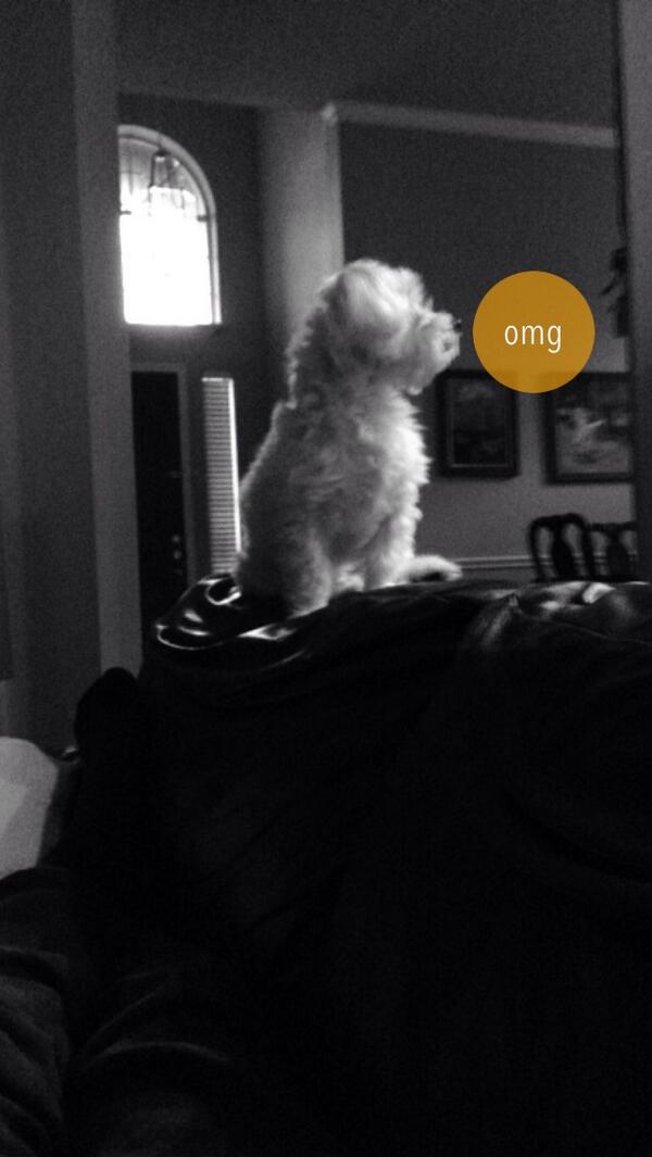 Shrtwv's tweet photo. Check out what I saw on @shrtwv! http://t.co/Ee7grn9Mpq #dogslife #art #meme http://t.co/1cR9ZfFKrz