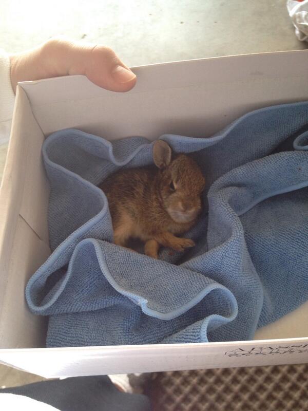 HubbaBubbaLax's tweet photo. No vets or animal control is open right now for this dying bunny #SaveEaster http://t.co/pV4Mary6h1