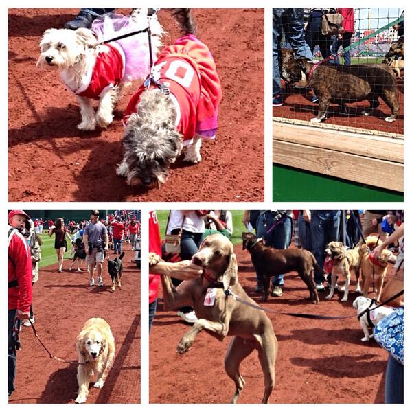 Washington Nationals on X: Bring on the pups! Welcome to Pups in the Park!  #Nats  / X