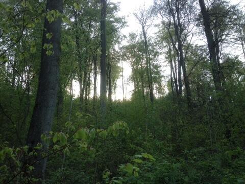 Watch DLS's leaked NSFW photo on TwXstars