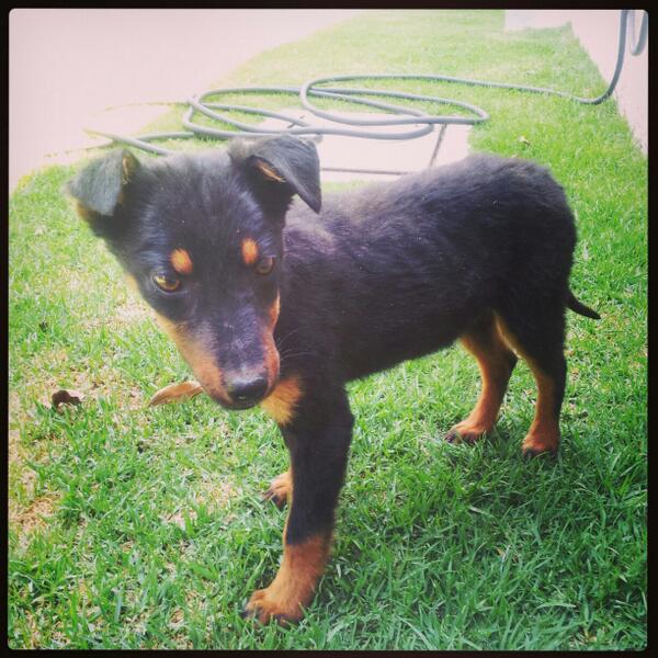 PaoliuxRamos's tweet photo. Busco hogar soy linda e inteligente tengo menos de 3 meses RT xfa @Coapa_ @venFido #cambiaundestino #mejoradopta http://t.co/xF6sFyn86C