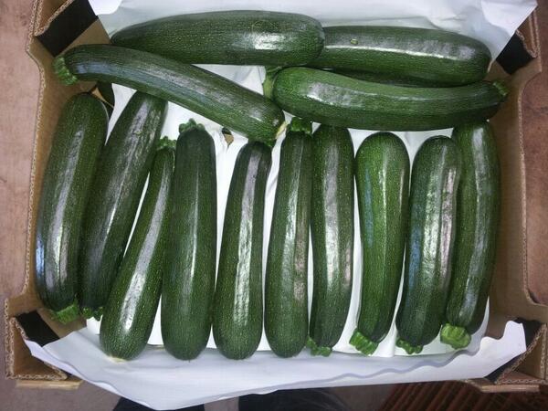 Courgette 14-18, price very good, new crop, more info greenheartexport@hotmail.com