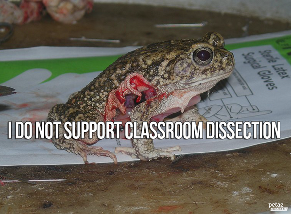PETAShares's tweet photo. Frogs, cats, rats, & more are KILLED for classroom #dissection.
RT if you KNOW this is WRONG. #BanDissection http://t.co/z6h1KO67Hy