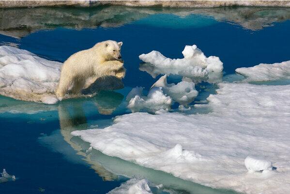 FamosoSiguelo's tweet photo. Oso polar en Svalbard, archipiélago situado en el océano Glaciar Ártico. http://t.co/PNbJIfIAH0