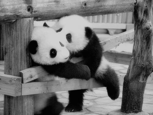 zairi_hR's tweet photo. "Ecogranjero: #amoranimal http://t.co/0fSHXZrS6D" ya te vi @MarysolRdrigz