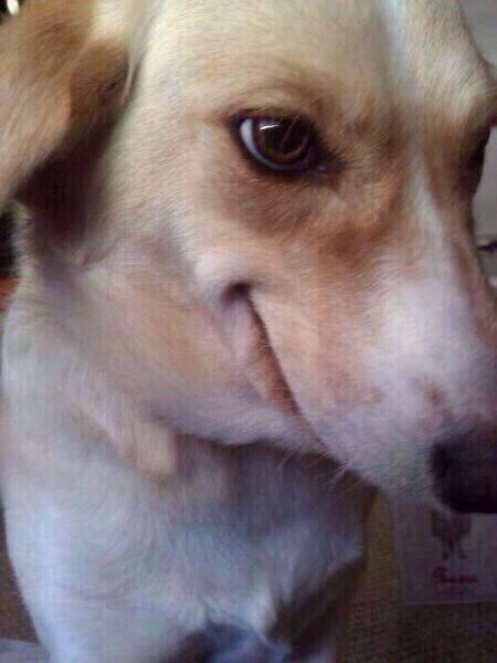 JORDVNMOL's tweet image. @cwyspianski around food #groaker