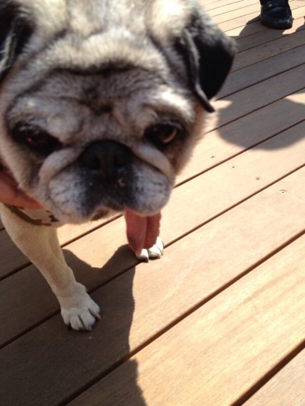 tontondesu's tweet photo. ベロでたまんま http://t.co/OWrGtE1iiM
