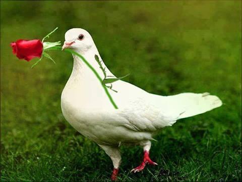 صباح الخير يا أعز الساوية اون لاين عينك عالبلد فيسبوك
