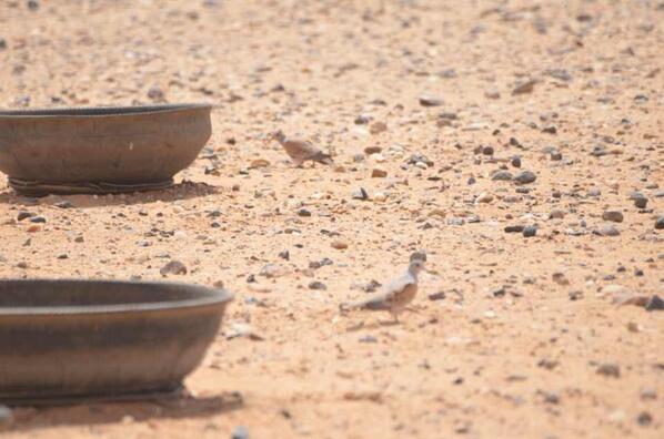 raid_alharbie's tweet photo. ابو فيصل مساء الخير هذا تجميع صور للقميري هذا الموسم من تصويري اتمنى تعجبكم http://t.co/PVKpeZL9PV"