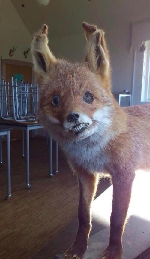 CrapTaxidermy's tweet image. &quot;I&apos;m never drinking again.&quot;