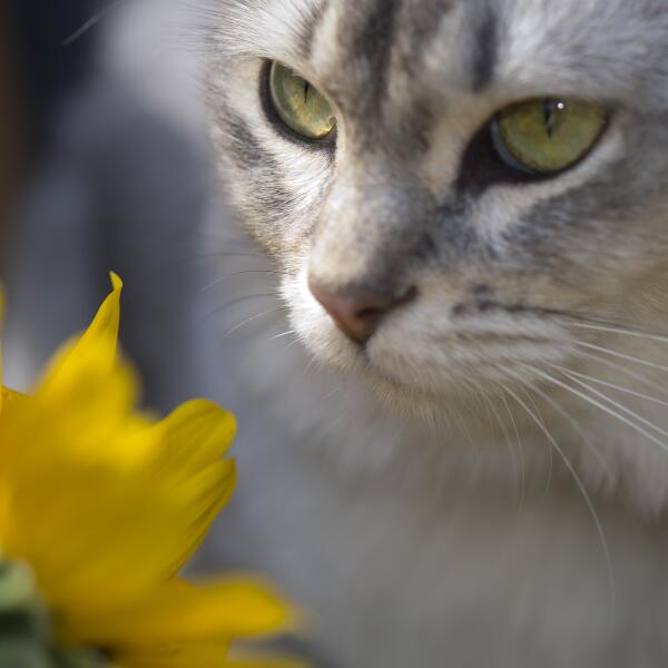 whiskas_uk's tweet photo. Happy Easter! Hope you're having a lovely long weekend with your feline friends. http://t.co/TqMZACN27n