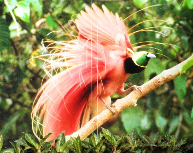 Naturalgarden紀行 Man E Mon ストレリチア 極楽鳥花 の名の元になったゴクラクチョウ 極楽鳥 極楽鳥は別名でフウチョウ 風鳥 が総称 昔 父が剥製をインドネシアのお土産にもらい 長くうちにいました ワシントン条約に反するのに Http