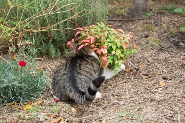 WhingeyCat's tweet image. For years I've denied destroying the garden plants. Now my human has photographic evidence. I'm going down! #busted