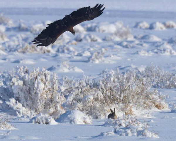 Thank you all for following! Next is to mount the <a href="/GoPro/">GoPro</a> on the eagle's back for real eagle's eye view of the chase!