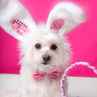 Have a PAWsitively wonderful Easter!