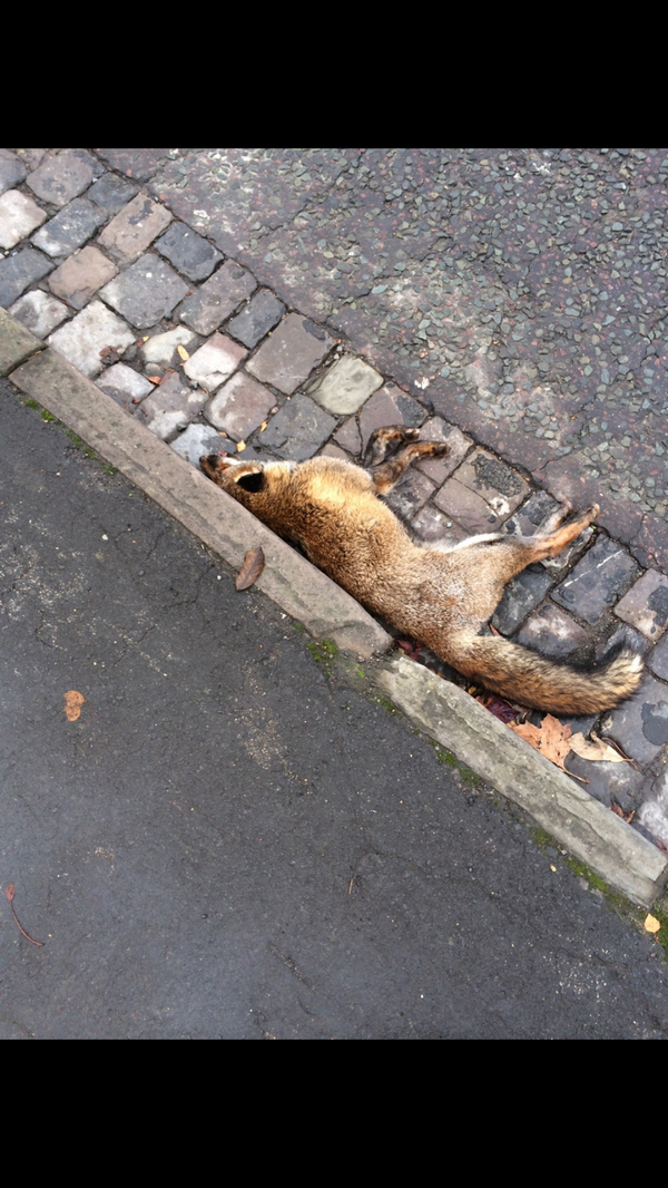 averagepidge's tweet photo. @terminalfox is Tom taking a nap on the side of the road, for more photos contact pidge http://t.co/14XIBSJ2Wk