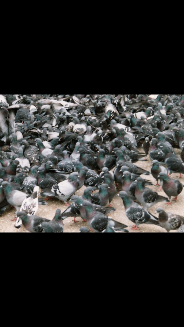 averagepidge's tweet photo. Pic of last night, what a fucking rave, feed the, feed the, feed the fucking pigeons #prrrrrrr http://t.co/ZknTYGendg