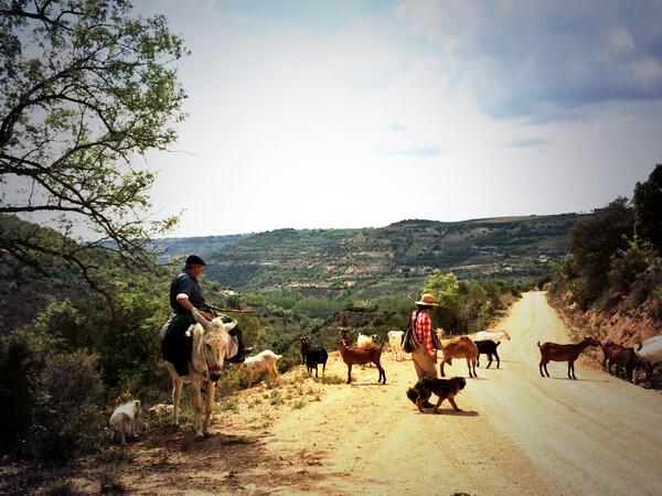 valdearural's tweet photo. ¡Qué paseantes por los caminos de #Valdeavellano! Burros y cabras ¡Viva el medio rural! #Valdeavellano #Alcarria http://t.co/UFxGdlVnh8